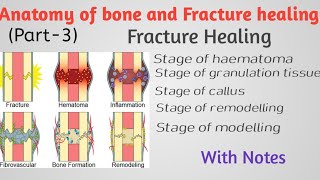 Anatomy of bone and Fracture healing part3  Fracture healing [upl. by Arfihs]