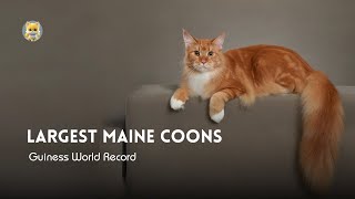 Largest Maine coons of all time  Americas gentle giant [upl. by Airbmac]