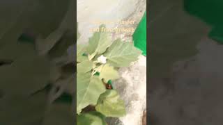 DAP diammonium phosphate indoorgardening soilhealth youtubeshorts gardening fertilizer nature [upl. by Harty862]