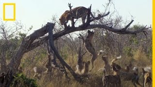 Enemigos ETERNOS Licaones acorralan a un LEOPARDO  National Geographic en Español [upl. by Burkhart]