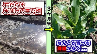 【枝豆・とうもろこし】石だらけの畑、土壌改良でなんとか育ってほしい経過観察動画 [upl. by Spaulding918]