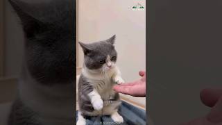 Munchkin Cats  A Short Leg Cat [upl. by Pouncey]