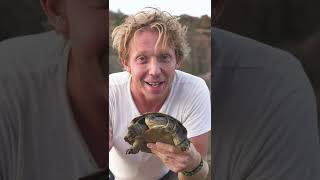 What is the Difference between a Tortoise Turtle amp Terrapin Shorts [upl. by Weibel]