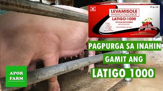 PAGPURGA SA FIRSTIMER NA INAHIN  PAANO PURGAHIN ANG INAHING BABOY  LATIGO 1000  APOR FARM [upl. by Nevarc]