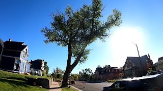 Streetside Cottonwood Removal [upl. by Torray944]