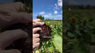 The Beautiful Sunflower Farm of Puerto Rico [upl. by Bahr95]