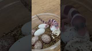 Baby Leopard Gecko Scream f gecko leopardgeckos foryou lizard leopardgecko petreptiles l [upl. by Smiley]