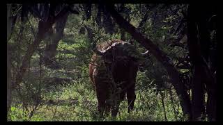 Hunting Cape buffalo with a 460 Weatherby [upl. by Ayk]