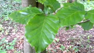 Comparison of Beech and Hornbeam tree features O [upl. by Oranneg173]