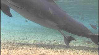 Incredible Dolphin Birth at Dolphin Quest Hawaii [upl. by Neelya84]