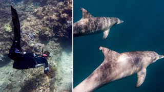 Dive in Western Australia with sharks  Dampier Archipelago [upl. by Wylde]