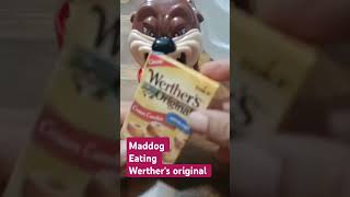 Maddog eating Werthers original ASMR satisfying youtubeshorts viralvideo trendin shorts short [upl. by Nodnil]