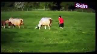 Pit Bull attacks herd of Cattle in the UK [upl. by Nirrok]