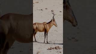 hartebeest [upl. by Ainoyek352]