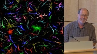 Ben Barres Stanford 1 What do reactive astrocytes do [upl. by Oab1]