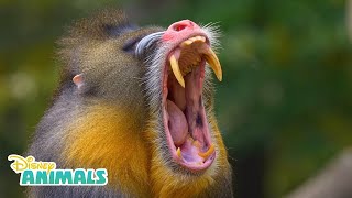 Mandrills  Disney Animals  Disney Junior [upl. by Terhune672]