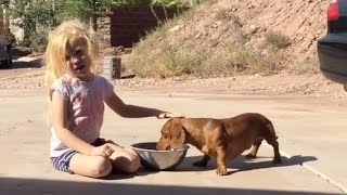 34 Cute and Funny Dachshund Videos Instagram  Adorable Sausage Dogs Videos Try Not To Laugh [upl. by Huff]