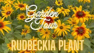 Rudbeckia Plant  How to Grow and Care   Best Plant for Summer Season [upl. by Brittaney]