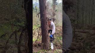 Going into the forest to cut wood experiencing the power of nature and labor [upl. by Leora]