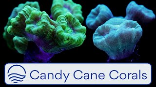 Candy Cane Corals [upl. by Petronia]