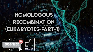 Homologous recombination  eukaryotic homologous recombination part 1 [upl. by Euqirdor170]