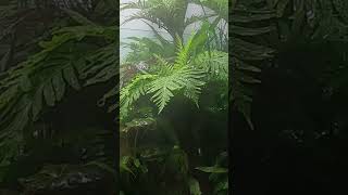 AQUARIUM PARK AOAO SAPPORO4 shortsショート悠久の森 [upl. by Faubert]