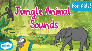 Jungle Animals and Their Sounds  Jungle Animal Sounds for Kids  Animal Sounds for Kids [upl. by Yrollam]