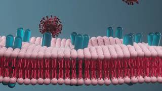 Drug absorption membrane permeability flux drug delivery and drug development [upl. by Asilef]