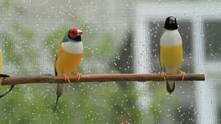 Gouldian finch song call singing Beautiful Bids [upl. by Rimhsak815]