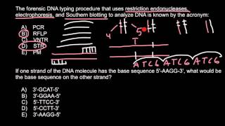 Forensic DNA typing procedure [upl. by Dlonyer]