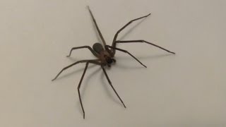 Brown Recluse spider HD closeup footage [upl. by Bunce]