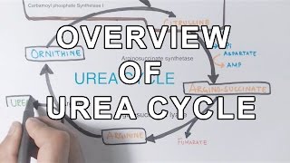 Overview of UREA CYCLE [upl. by Llennod]