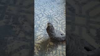 Bird says hello to dog funny funnyvideo funnyanimals parrot dog [upl. by Ping]