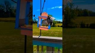 Celebrating 50 SUBSCRIBERS with a 50s Style Diner Bird Feeder Experience  THANK YOU ALL birds [upl. by Weinstein]