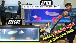 Adding Tanning Light in Arowana Tank See the difference 4300 रुपए वाला लाइट लगादिया टैंक में [upl. by Halludba119]