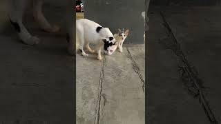 WhiteampBlack Kitten amp mom together Johor catshorts kitten straycat streetcats streetwalking [upl. by Ahtamas]