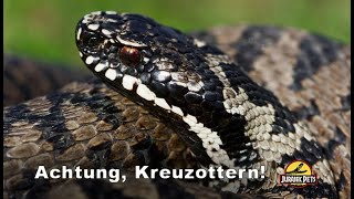 Achtung Kreuzotter Reportage über die heimische Giftschlange Vipera berus  Schlangen Doku [upl. by Pernick]