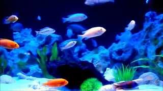 Malawi Aquarium 500l mit Led Beleuchtung [upl. by Latif436]