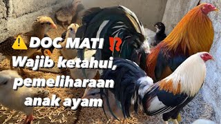 JANGAN KLIK VIDIO INI ‼️ anak ayam [upl. by Weywadt]