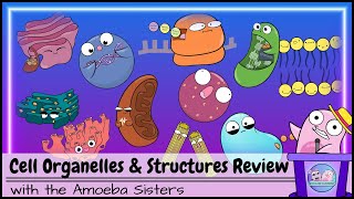 Cell Organelles and Structures Review [upl. by Coffeng]