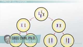 Meiosis II Equational Cell Division [upl. by Lotus]