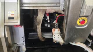 Lely robotic milker [upl. by Annaul603]