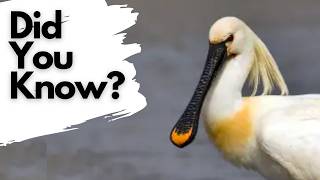 Things you need to know about SPOONBILLS [upl. by Ocir780]