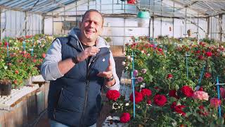 Matthias Meilland talks about the importance of creating compact new roses [upl. by Frodeen1]