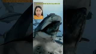 Tiger shark vs yellow pin shortvideo enjoyeverymomentofyourlife trendingshorts [upl. by Pazice]