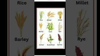 types of crops in India  Indian crops name  crops name  season crops name agriculturalcrops [upl. by Jed]