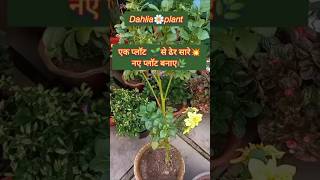 Dahlia🌸plant 🌱care👍DeepaGardeningshortsDahlia [upl. by Eidnyl]