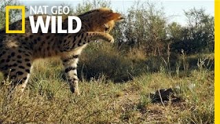 Serval vs Snake  South Africa [upl. by Annaynek]