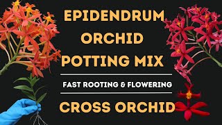 Epidendrum Orchid Potting Mix  Cross Orchid  Fast Rooting And Flowering  Lushy Greens [upl. by Longley]