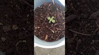 Purple Coneflowers and Catnip purpleflowers catnip seedlingproject outdoor houseplants [upl. by Batty917]